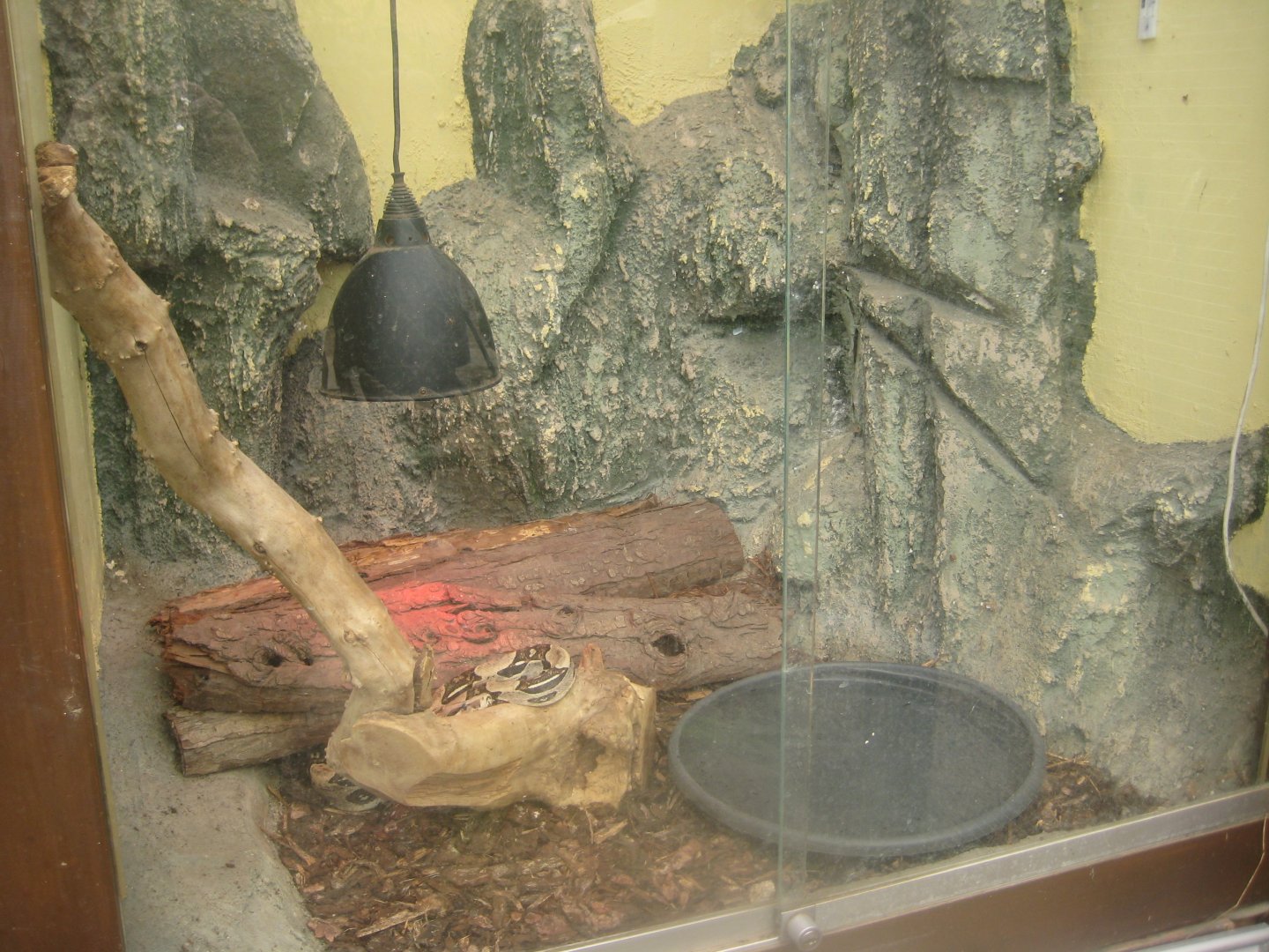 Odsherred Zoo - Paraná - Boa exhibit