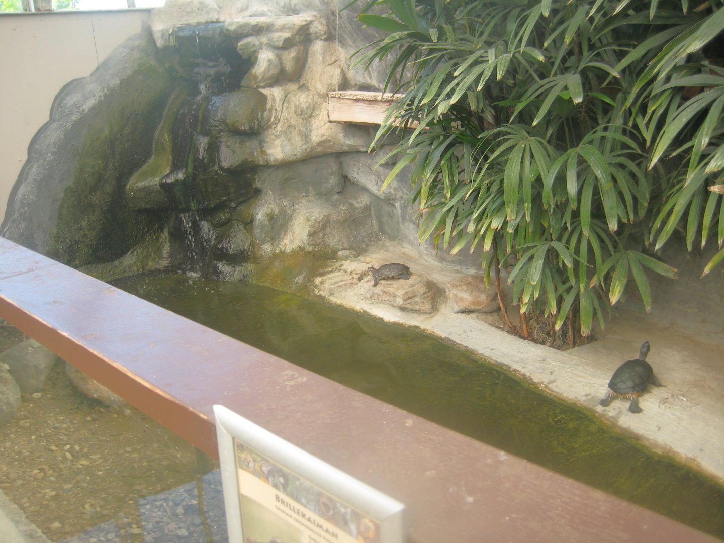 Odsherred Zoo - Paraná - Caiman exhibit