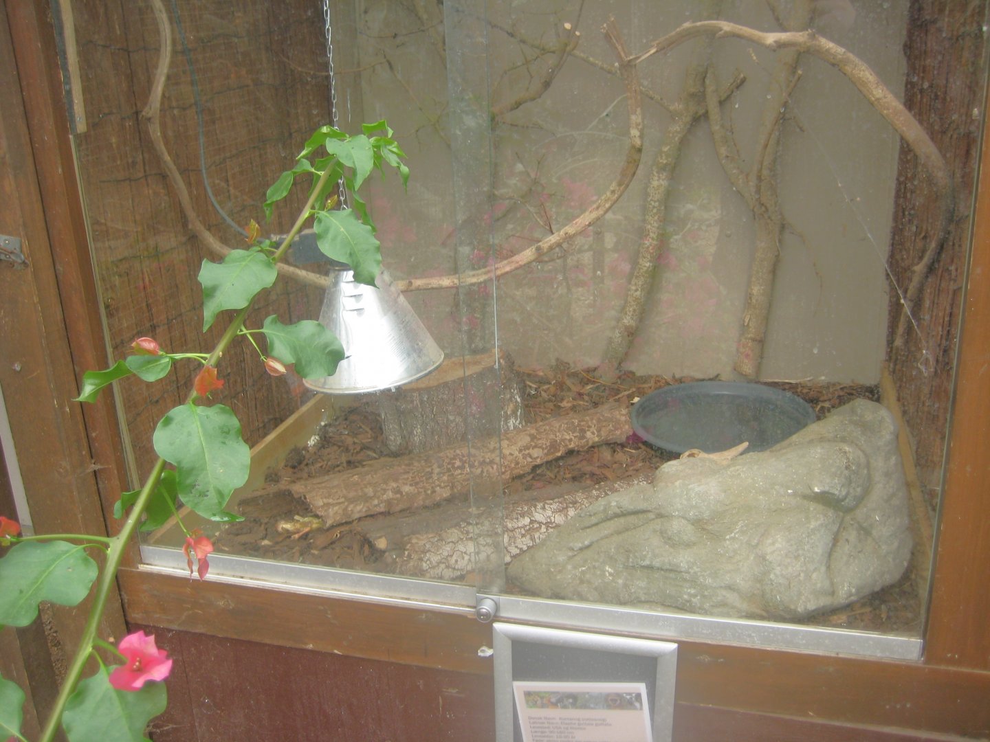 Odsherred Zoo - Paraná - Corn snake exhibit