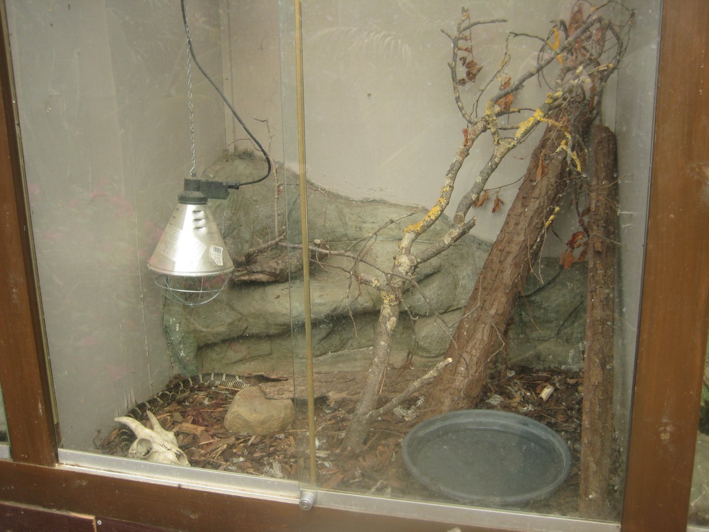 Odsherred Zoo - Paraná - Kingsnake exhibit