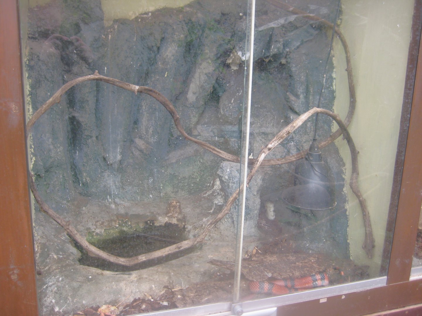 Odsherred Zoo - Paraná - Milksnake exhibit