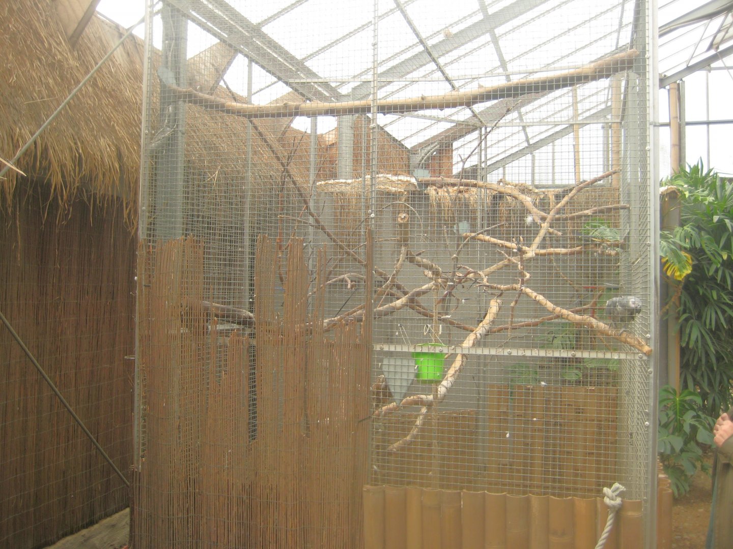 Odsherred Zoo - Paraná - Parrot aviary