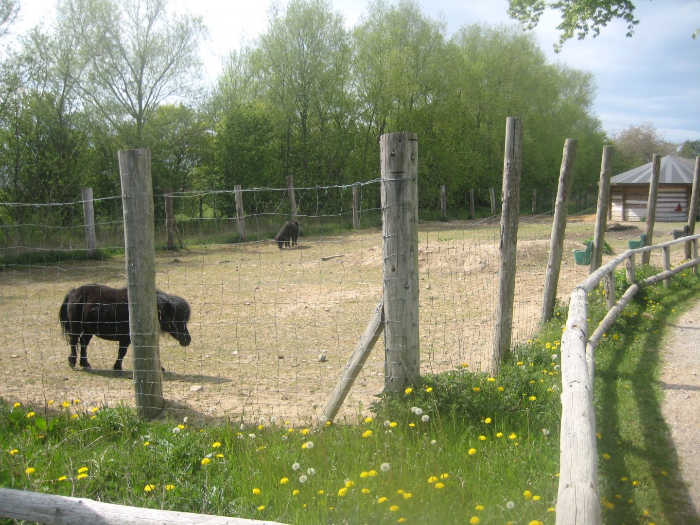 Odsherred Zoo - Pony exhibit