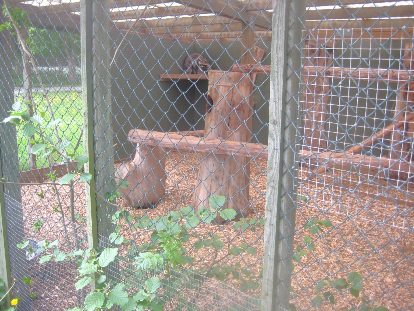 Odsherred Zoo - Raccoon exhibit