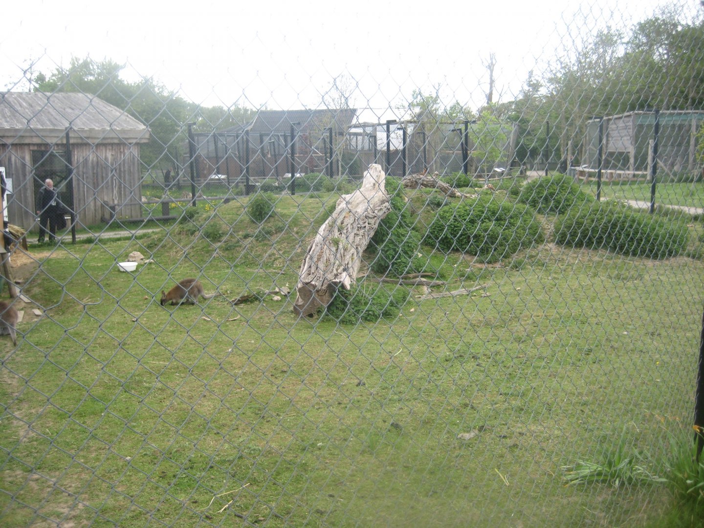 Odsherred Zoo - Wallaby/tortoise exhibit