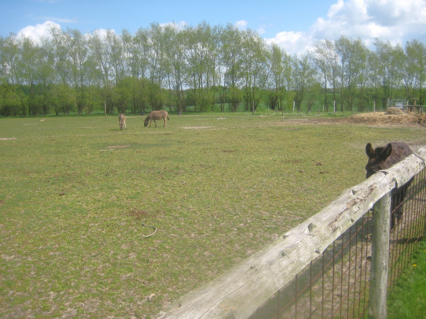 Odsherred Zoo - Zebu/donkey exhibit
