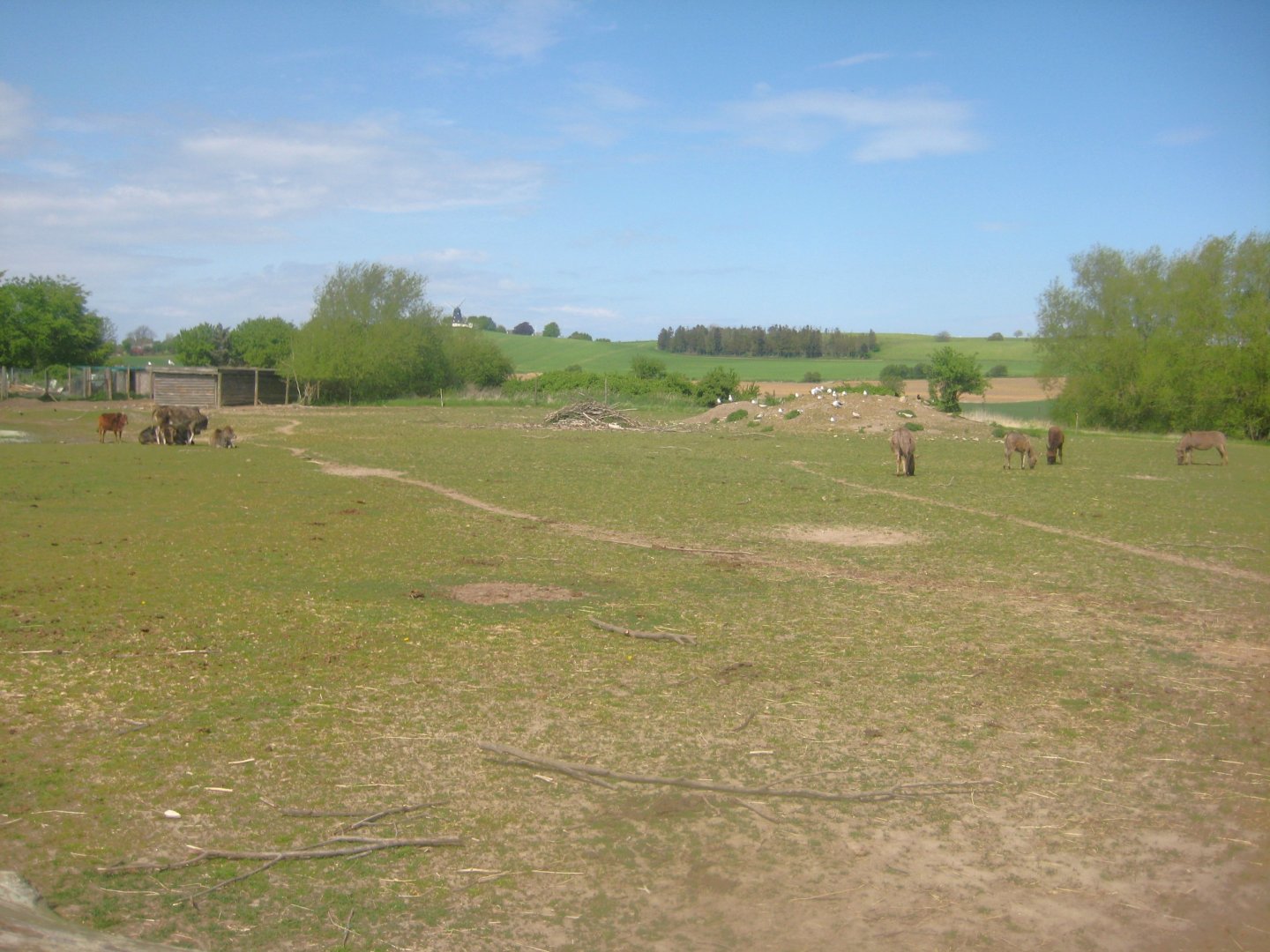 Odsherred Zoo - Zebu/donkey exhibit