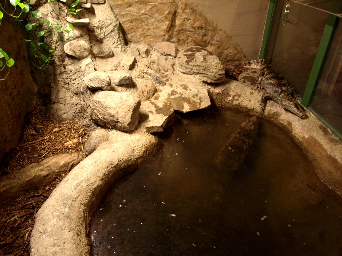 Odsherreds Zoo - Caiman exhibit