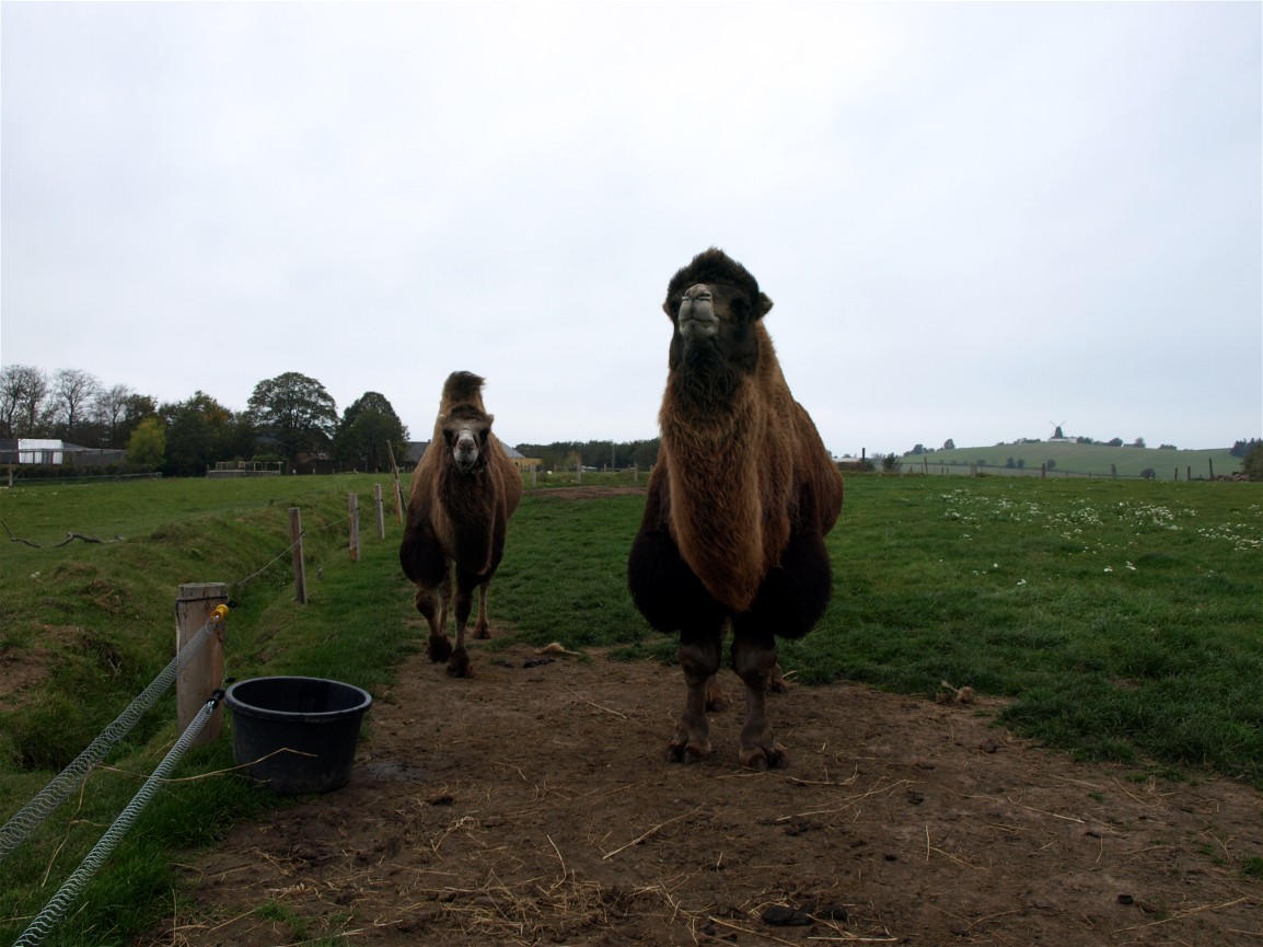 Odsherreds Zoo - Camels