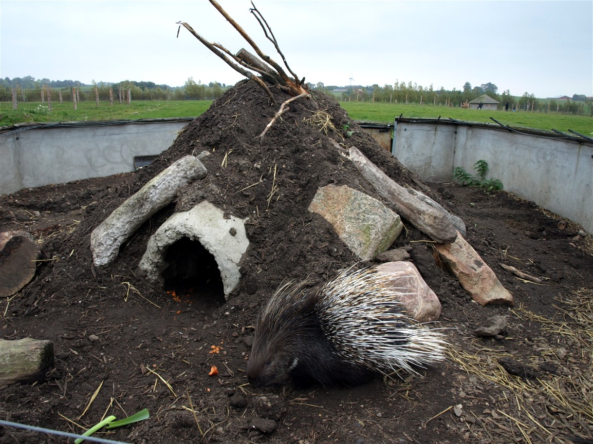 Odsherreds Zoo - Porcupine exhibit