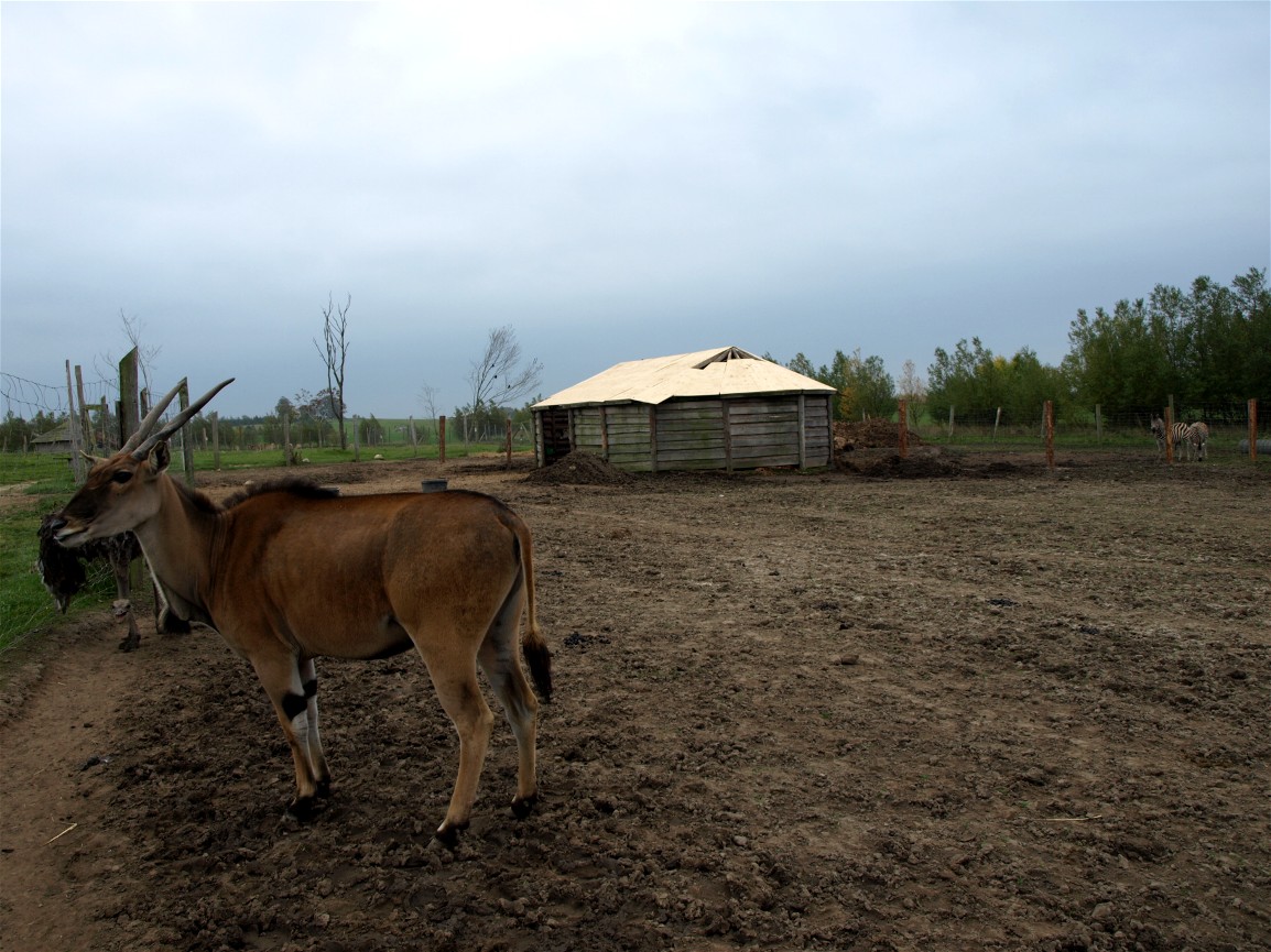Odsherreds Zoo - Savannah enclosure