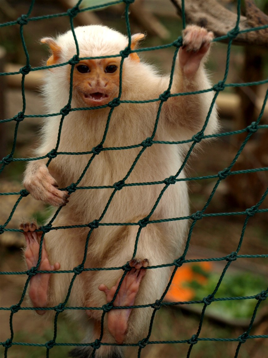 Odsherreds Zoo - Silvery marmoset