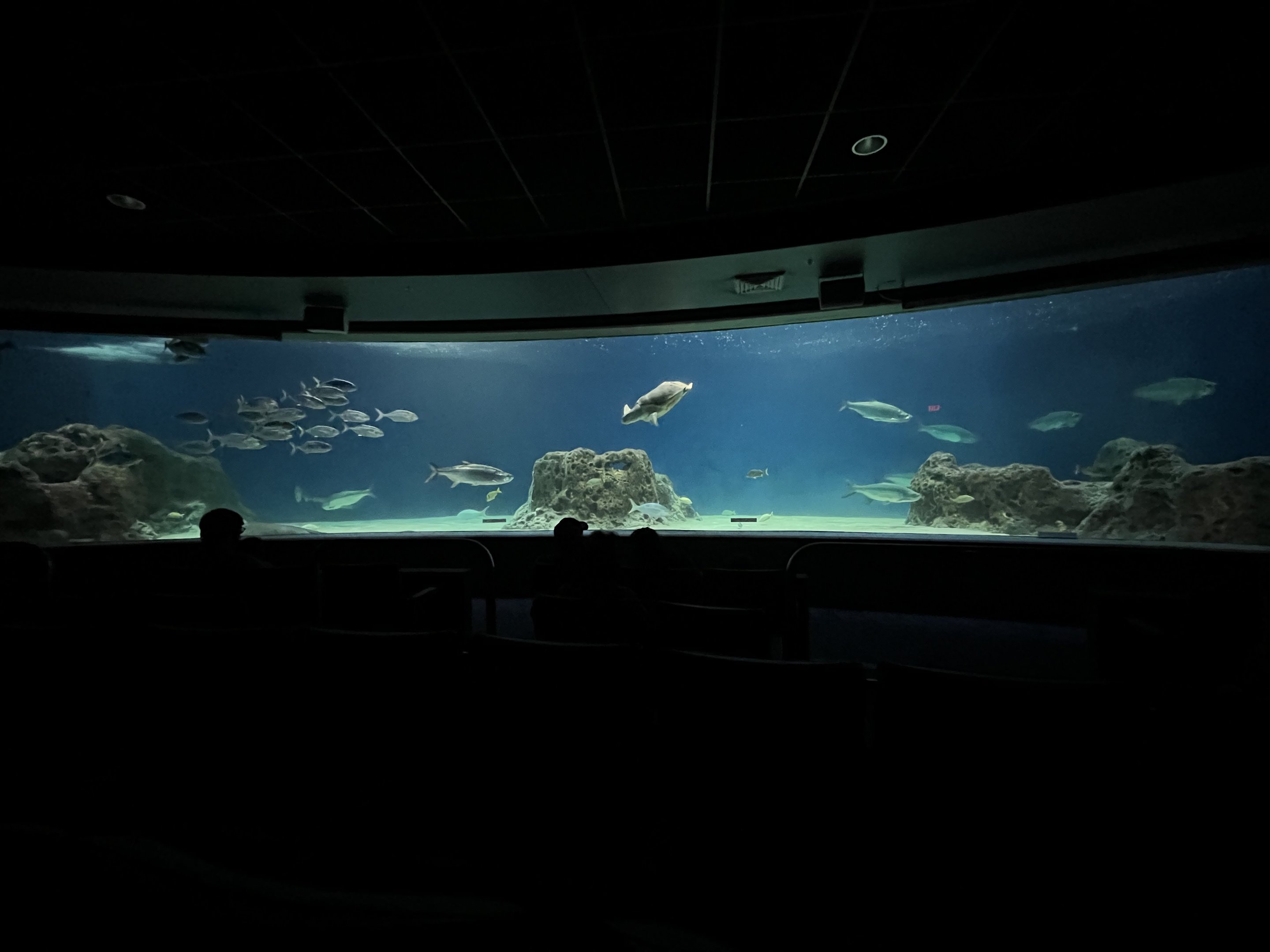 OdySea Voyager - Exhibit #1 of 4