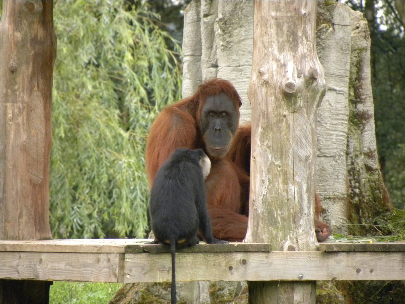 Oerang oetan and long-tailed macaque