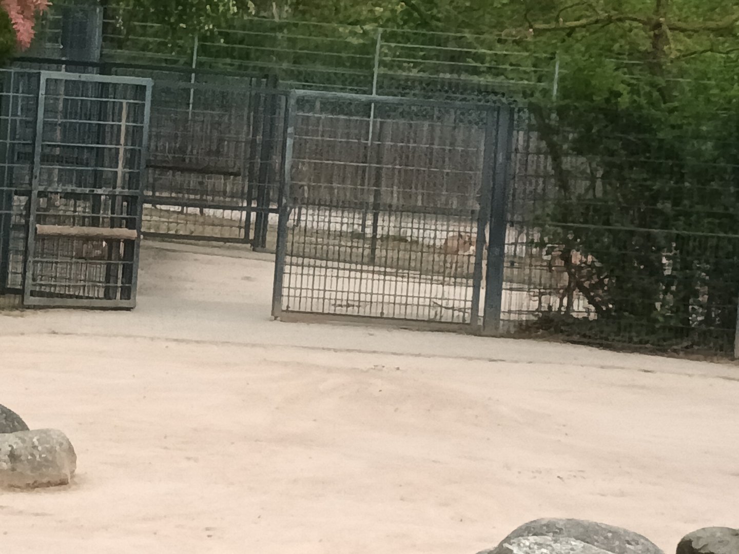 Of Show Antelope Holding Pens