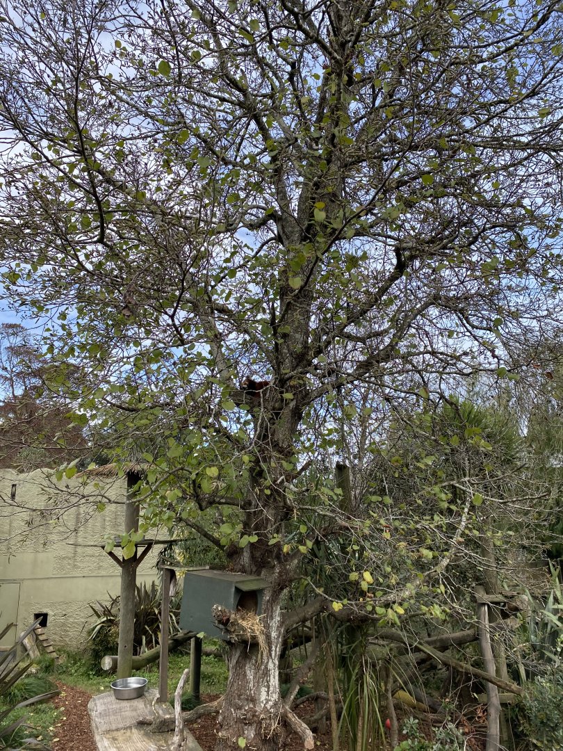 Off display Red Panda enclosure