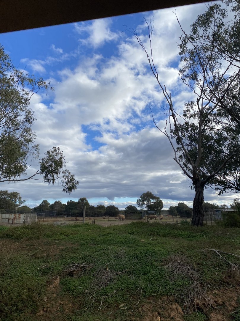 Off display White Rhino Paddock