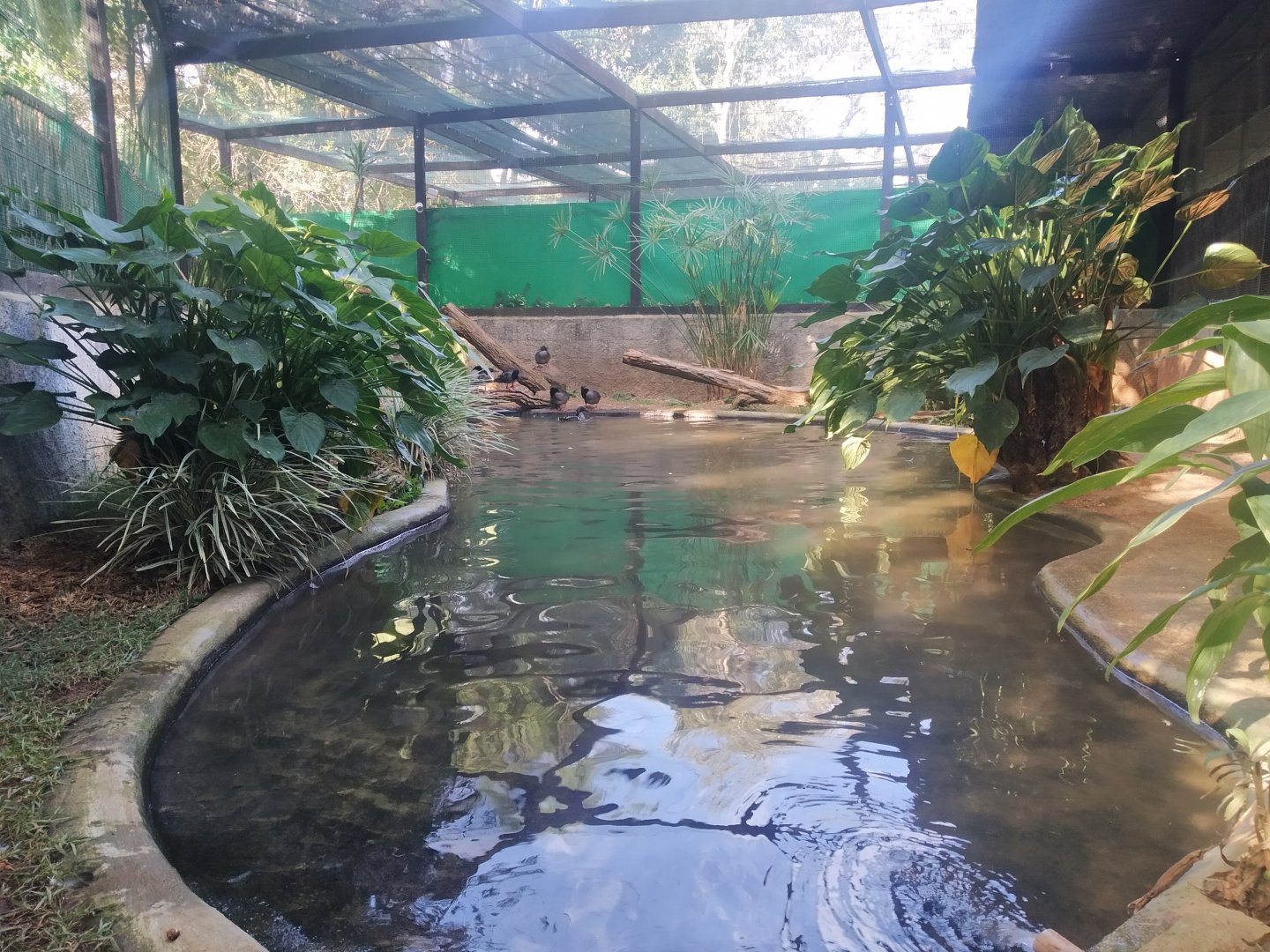 [Off-exhibit] - Breeding center for Brazilian merganser