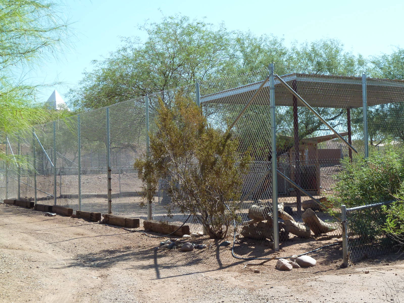 Off-Exhibit Chacoan Peccary Enclosure