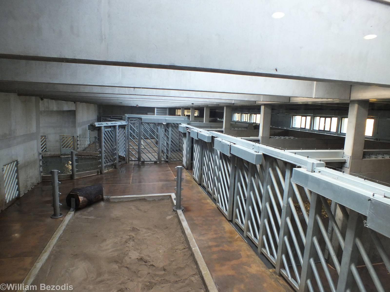 Off-exhibit Elephant holding