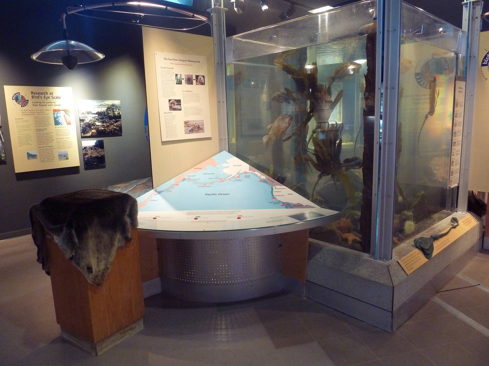 Off Shore/Kelp Forest Tank