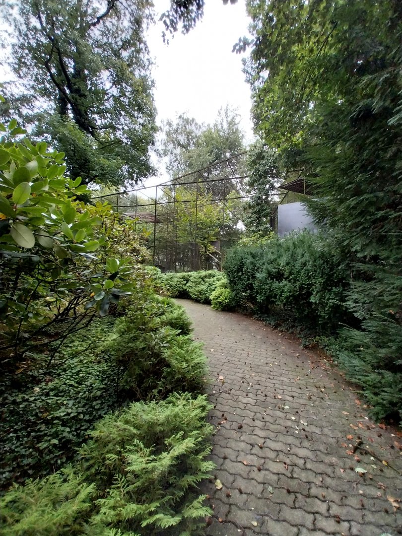 Off-show Andean Condor breeding aviaries