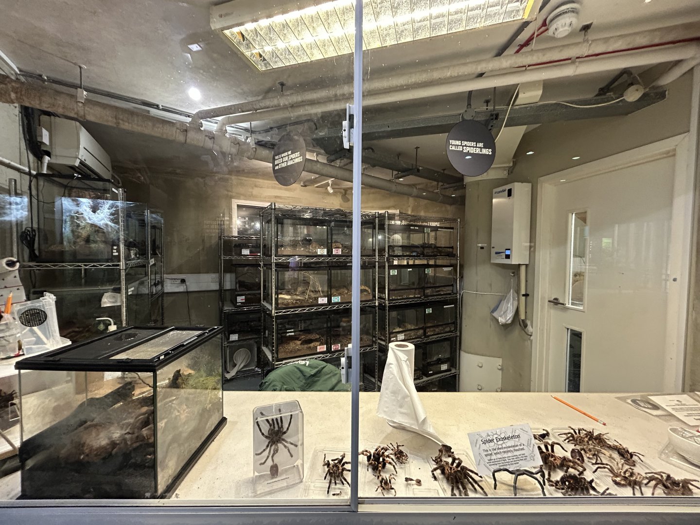 Off-show Arachnid Room - Tiny Giants