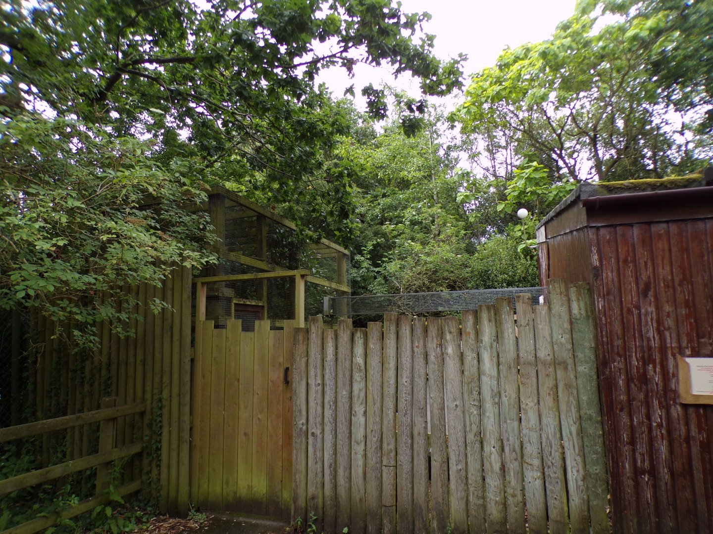 Off-show area of Miniature monkeys 29.6.24