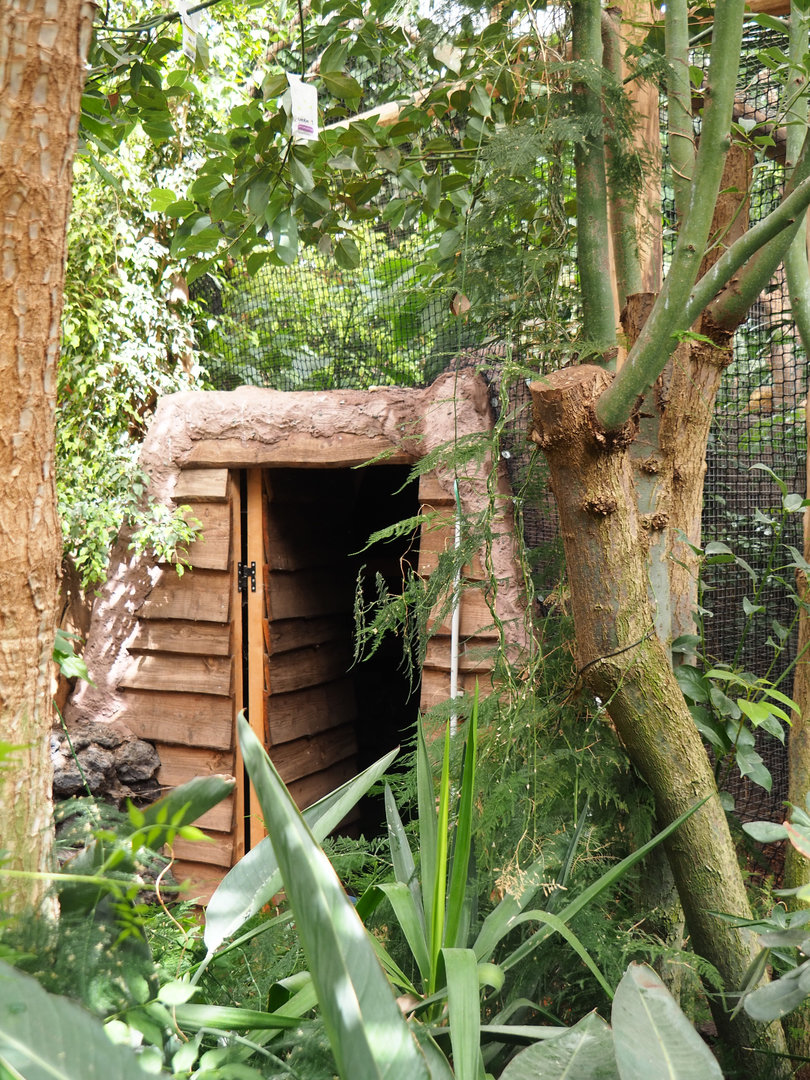 Off-show area underneath elevated area in former Bulwer's pheasant aviary, 2022-09-15