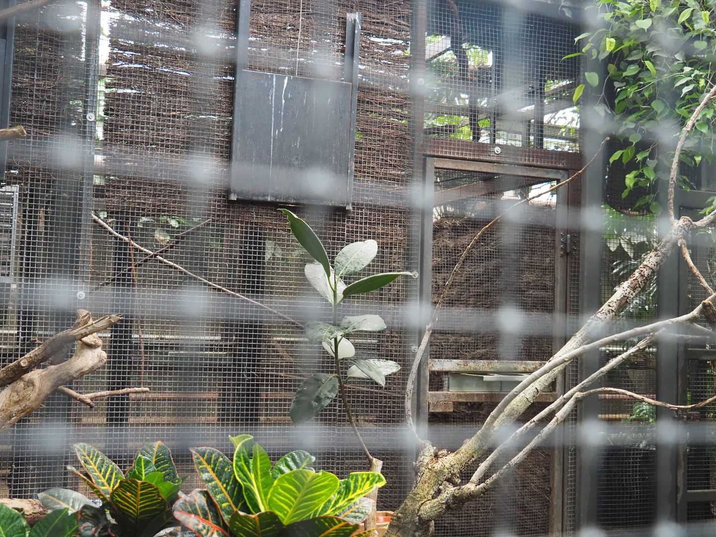 Off-show aviaries behind the greater bird-of-paradise aviary, 2022-06-28