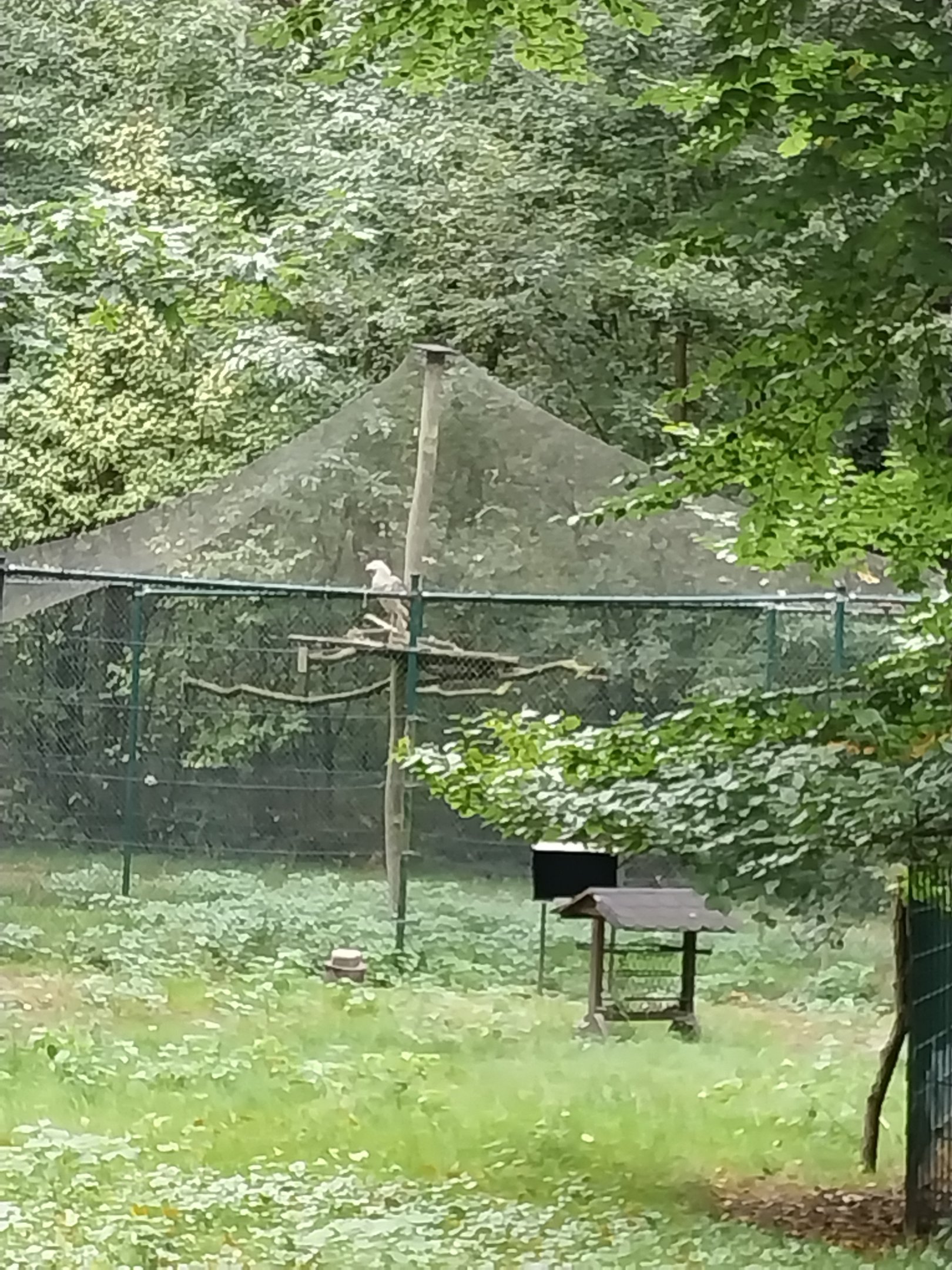 Off show bird of prey aviary