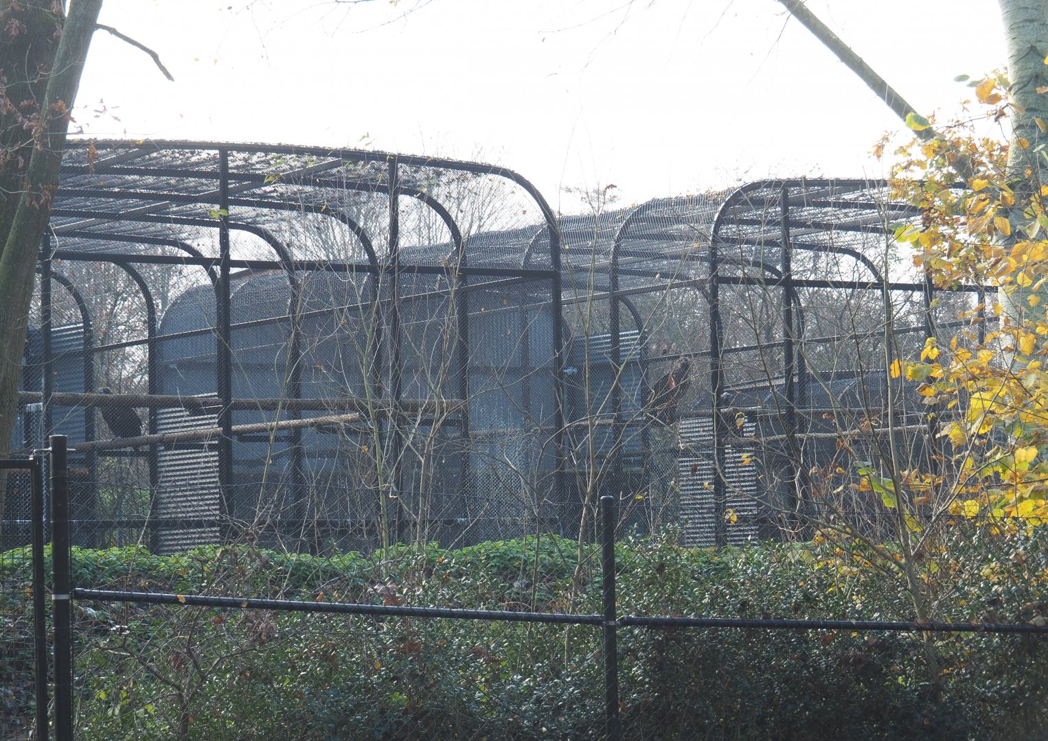 Off-show breeding aviaries for Cinereous vultures, 2021-11-23