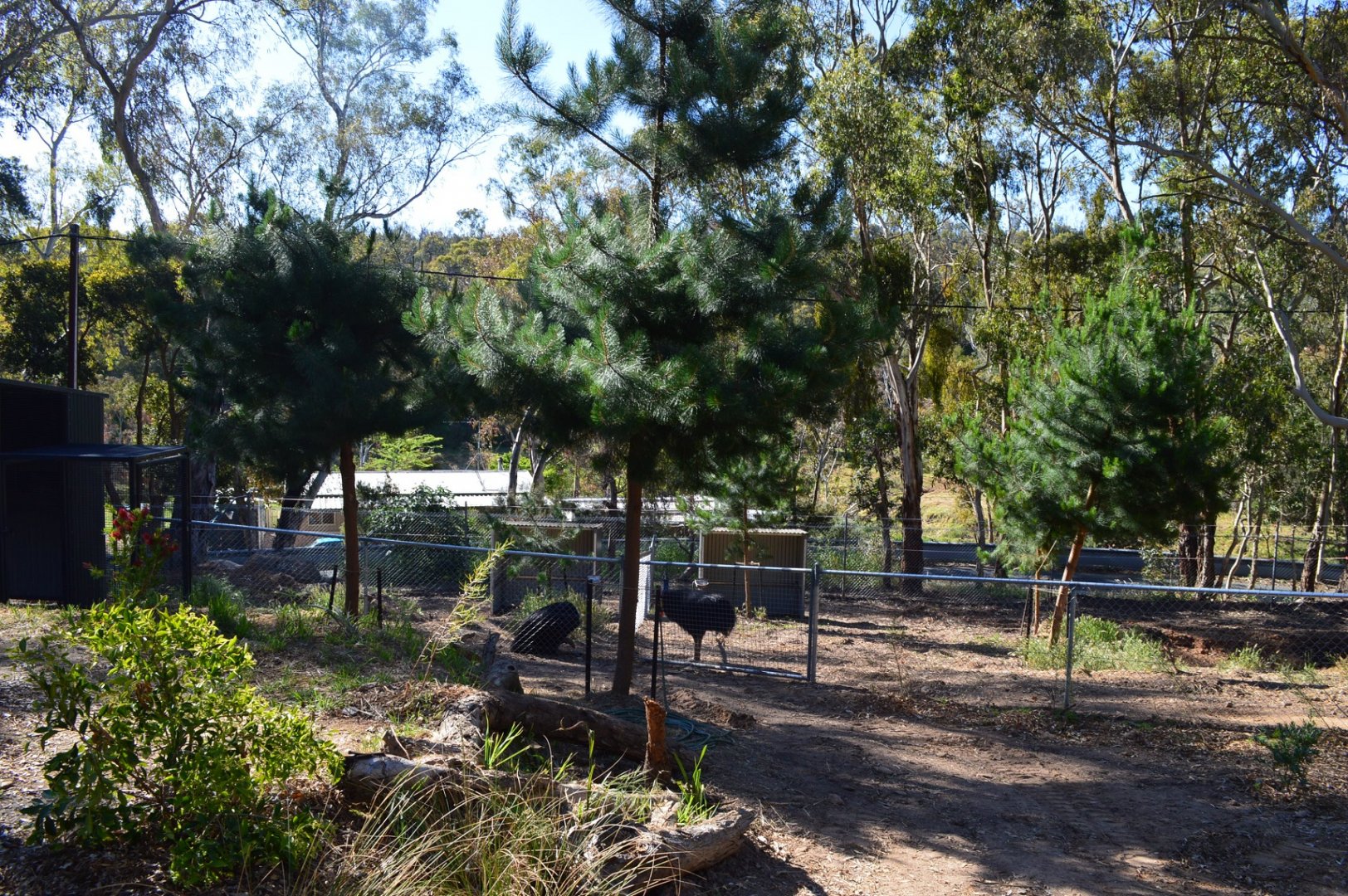 Off-Show Cassowaries