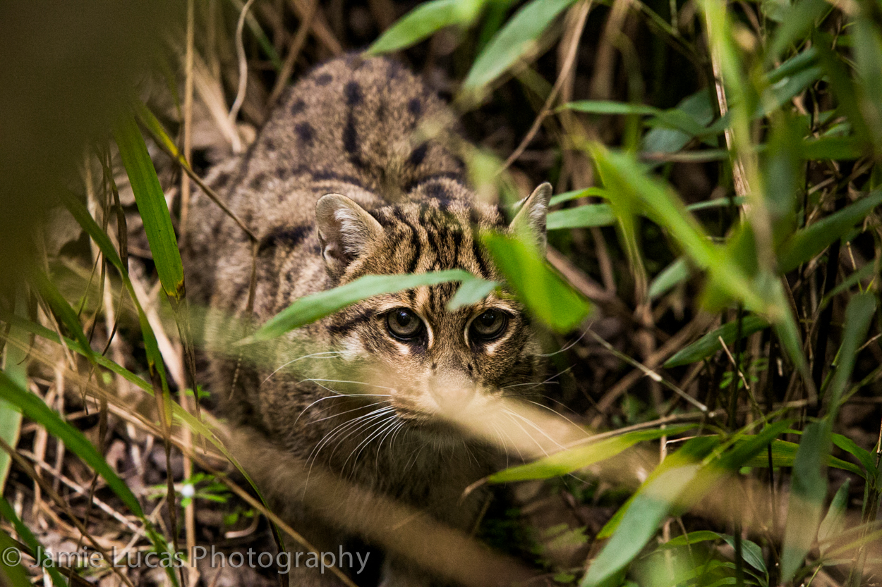Off-show Female Fishing Cat