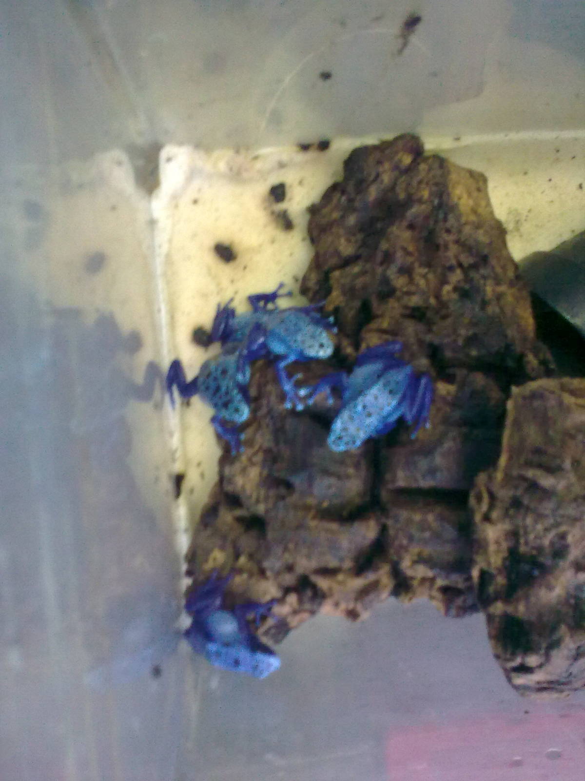 Off show froglet nursery