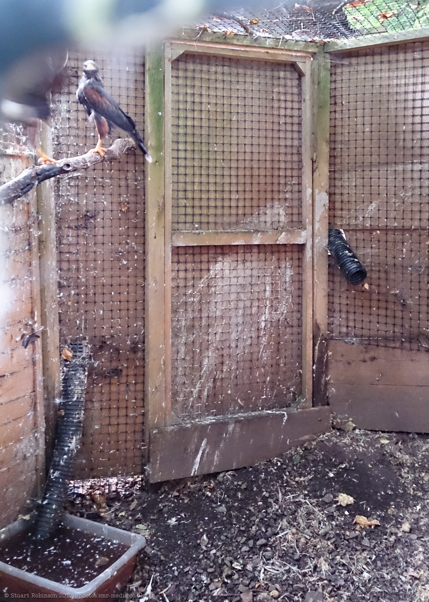 Off-Show Harris Hawk Aviary - 25/08/2013