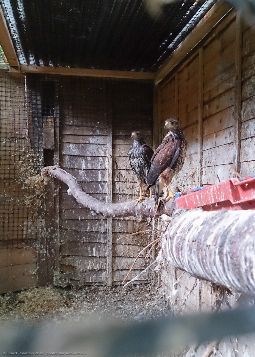 Off-Show Harris Hawk Aviary - 25/08/2013