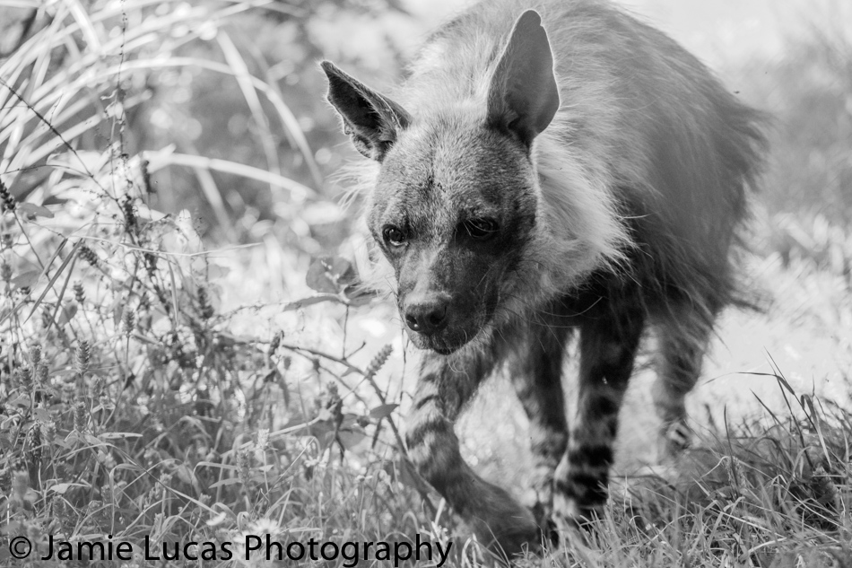 Off-Show Male Brown Hyena