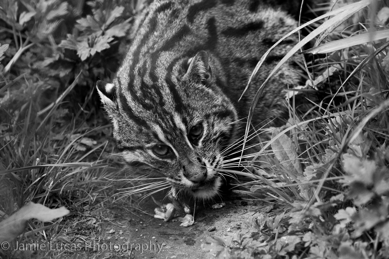 Off-show Male Fishing Cat