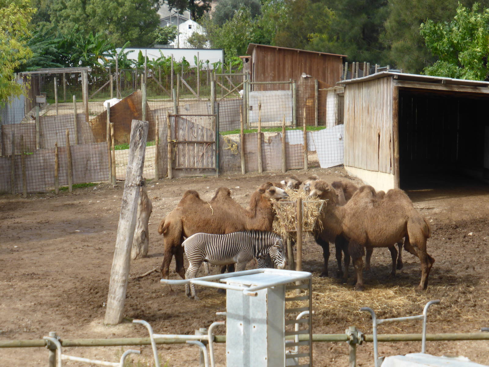 Off-show paddocks viewed from Teleferico .