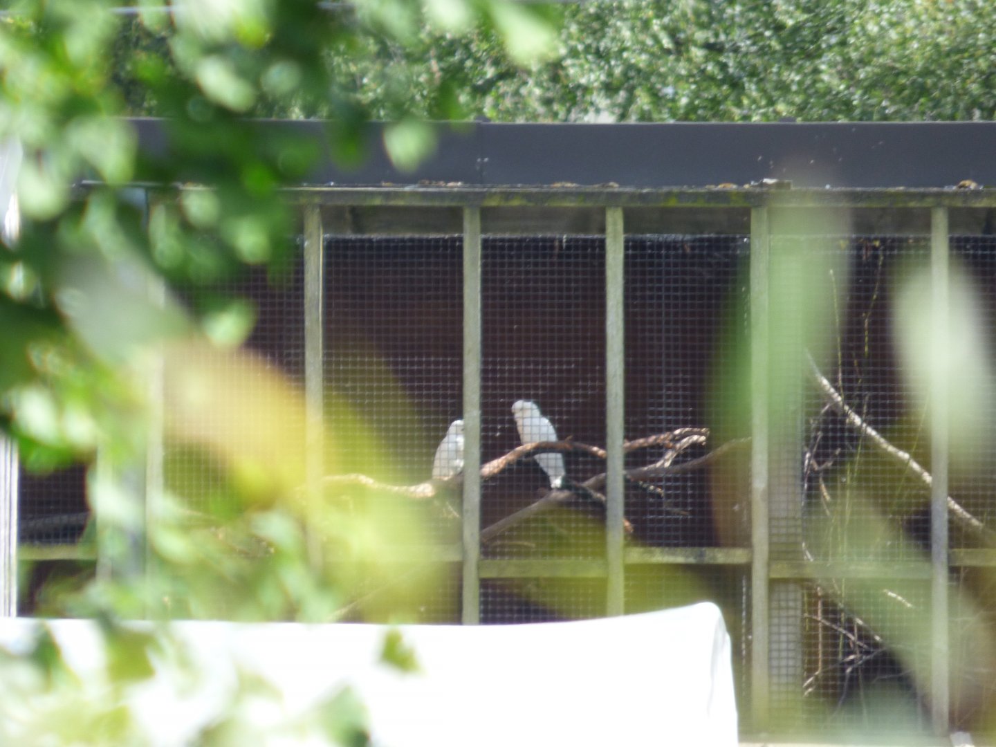 Off-Show Phillipene Cockatoo