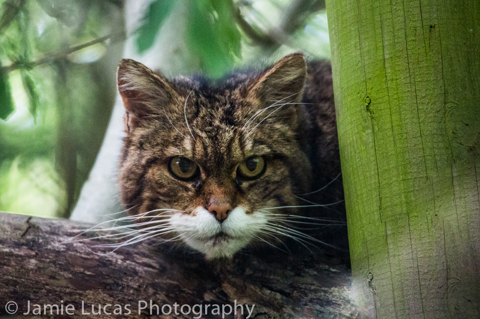 Off-Show Scottish Wild Cat