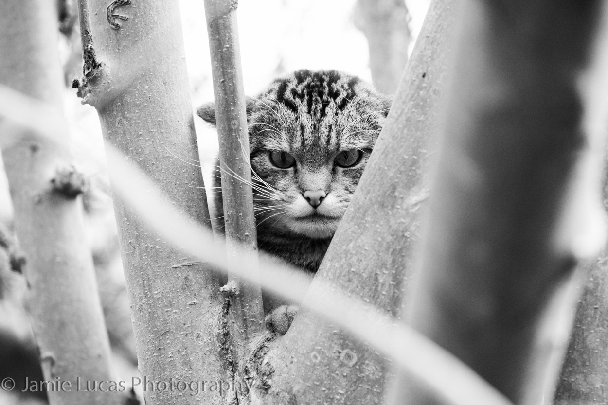 Off-show Scottish Wild Cat