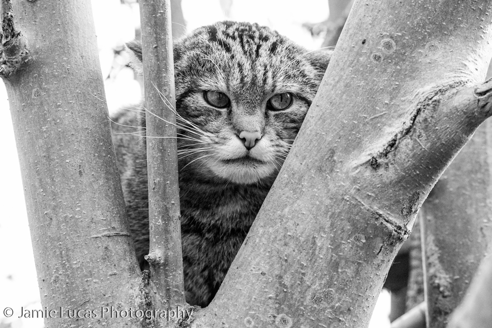 Off-show Scottish Wild Cat