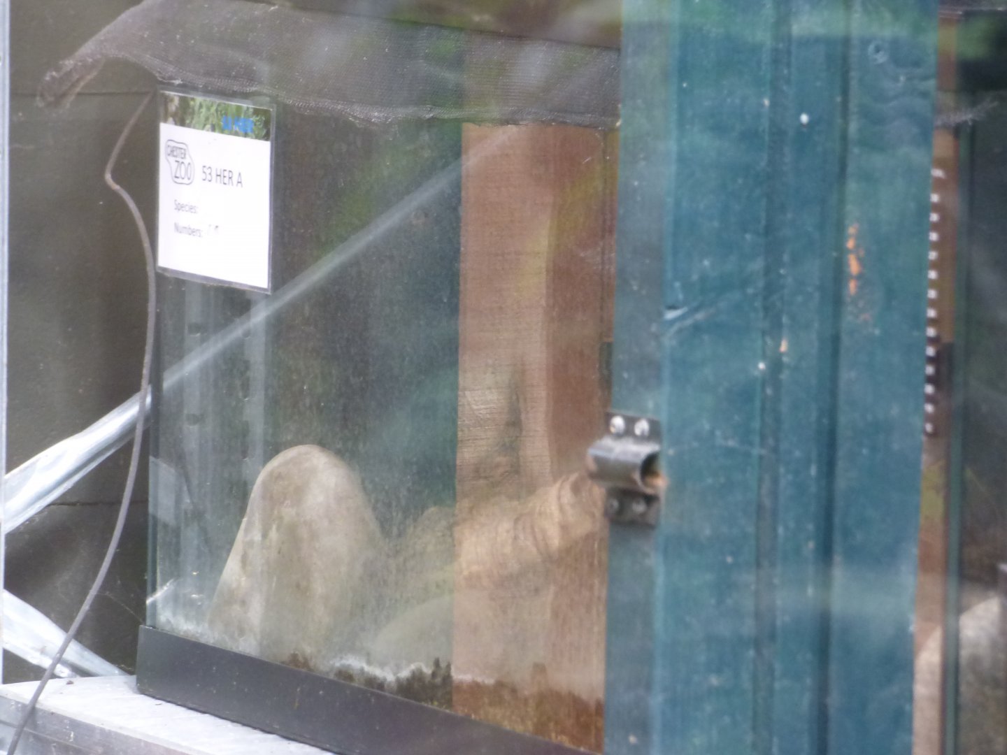 Off-Show Tailess Whip Scorpion Exhibit