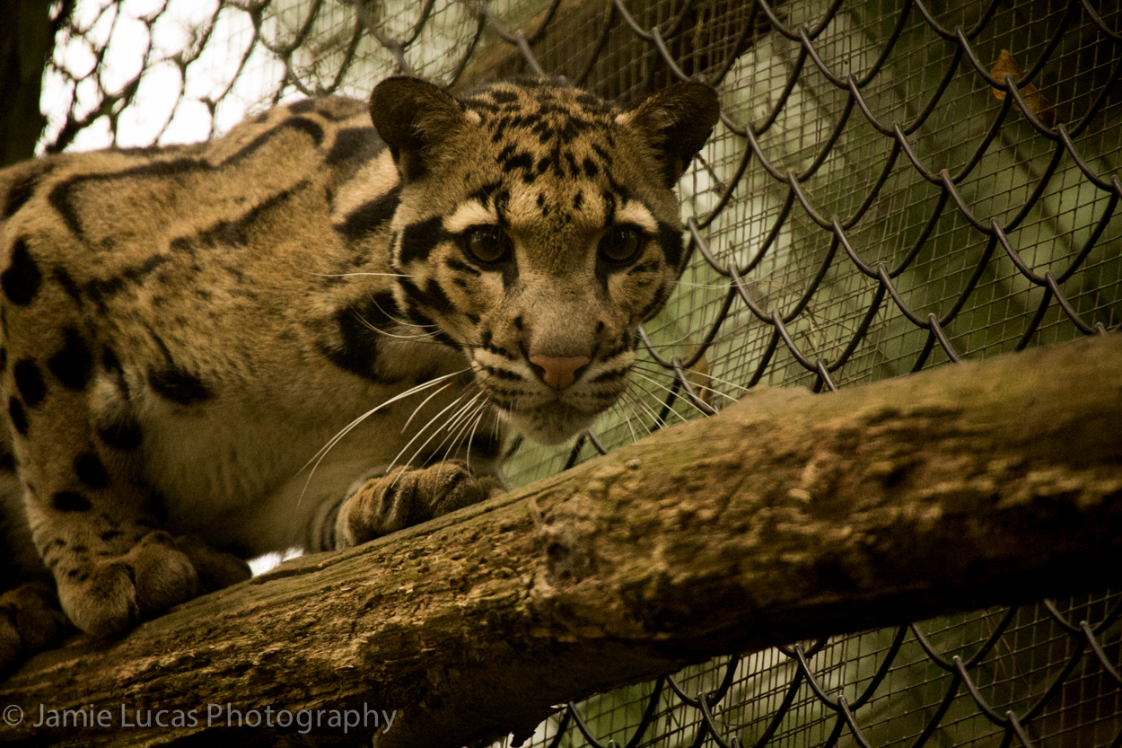 Off-show Young Male Clouded Leopard