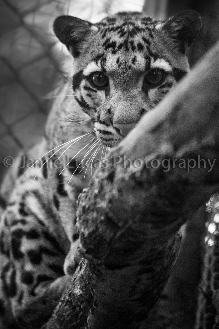Off-show Young Male Clouded Leopard