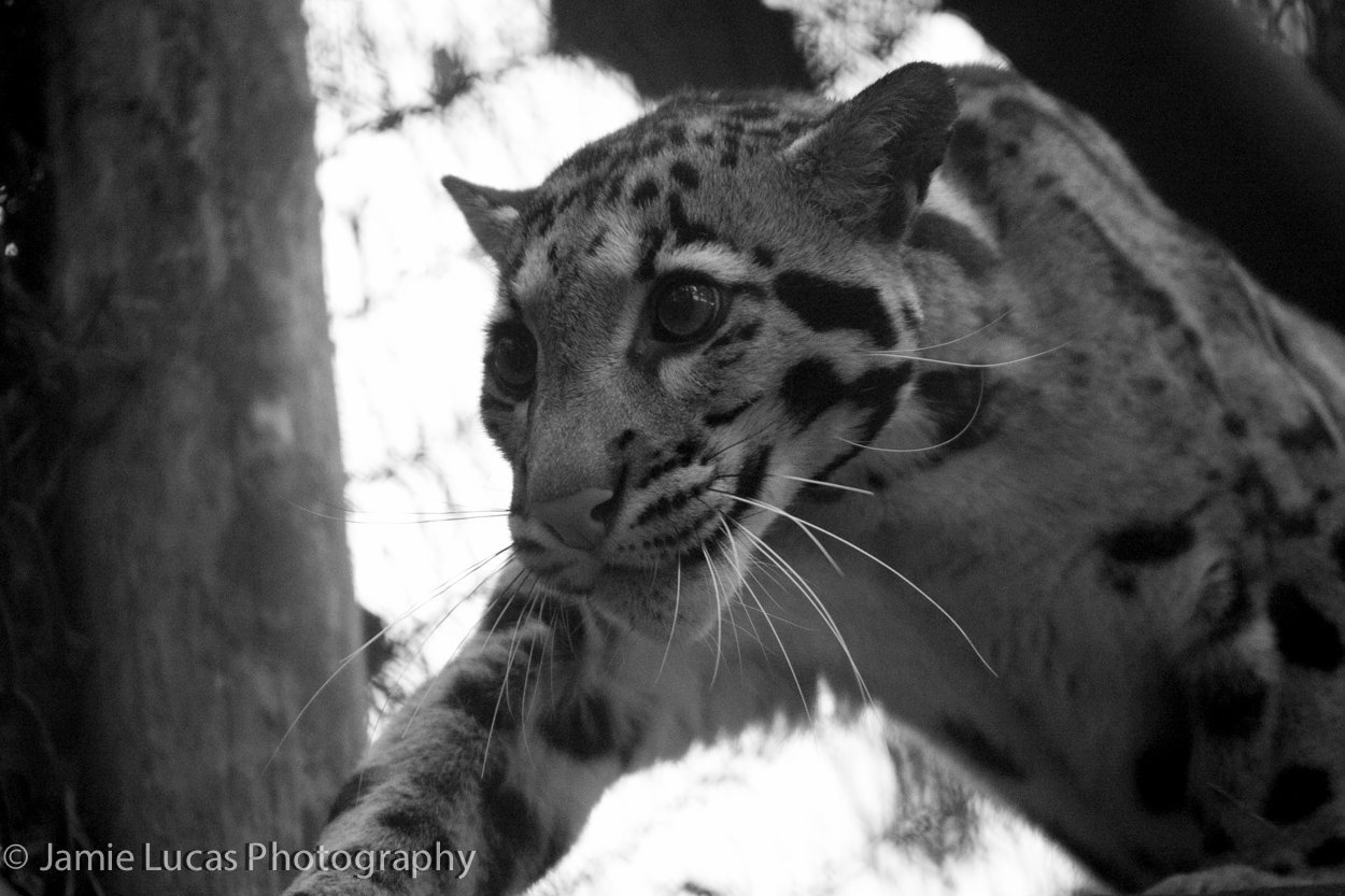 Off-show Young Male Clouded Leopard