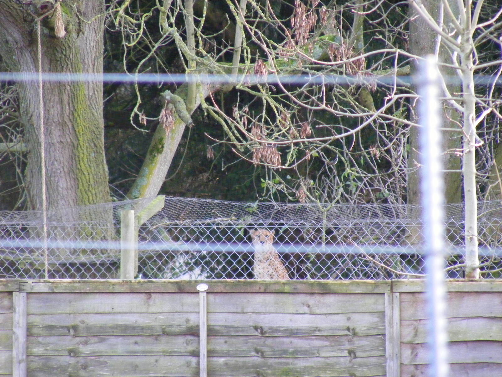 Offshow cheetah at Marwell Wildlife, 13 December 2009