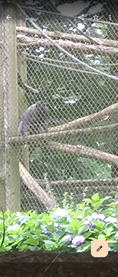 Offshow Heck's macaque? 7/8/25